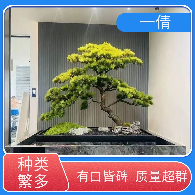 一倩花卉 室内 富贵籽 绿植出售 全城配送 上门养护