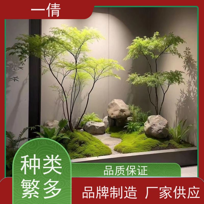 一倩花卉 办公室 多枝巴西木 绿植租赁 种类繁多 规格齐全