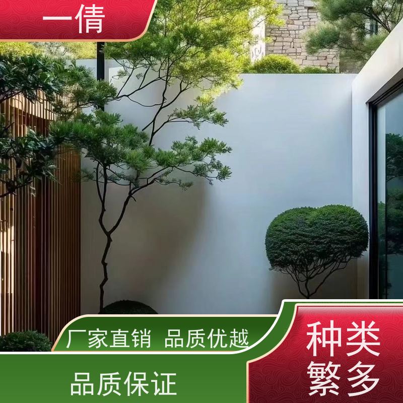 一倩花卉 深圳 百合竹 绿植出售 种类繁多 规格齐全
