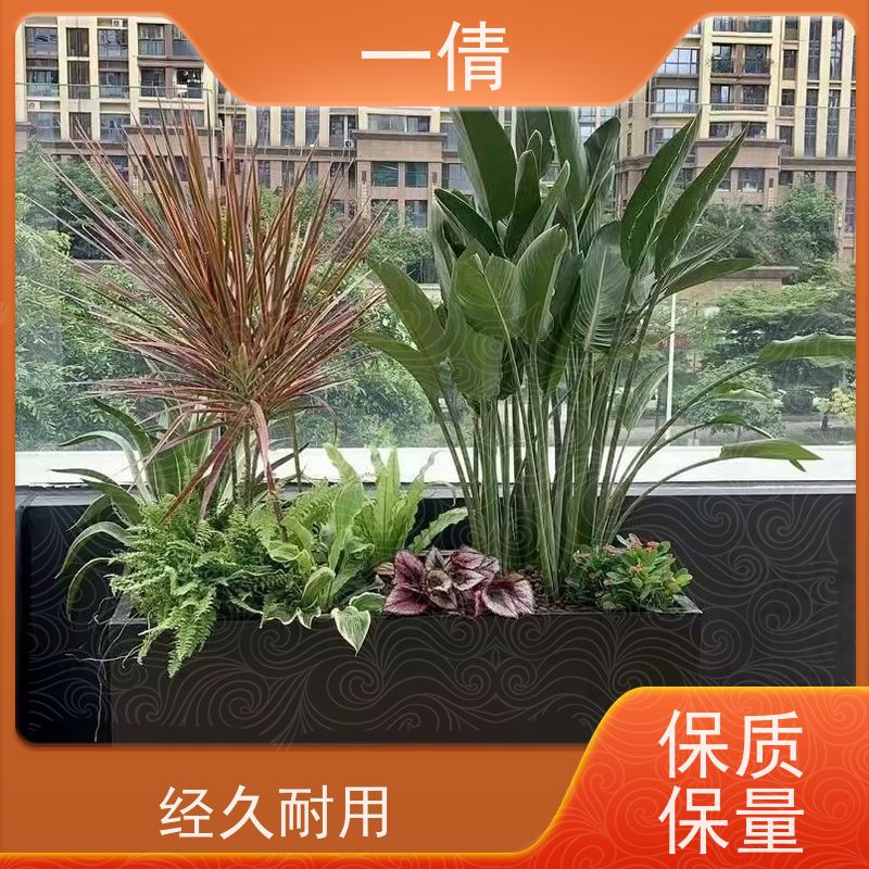 一倩花卉 深圳 小琴叶榕 室内植物出租 种类繁多 规格齐全
