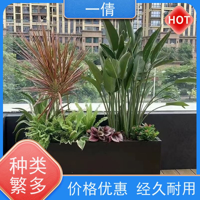 一倩花卉 深圳 三杆发财树 室内植物出租 种类繁多 规格齐全
