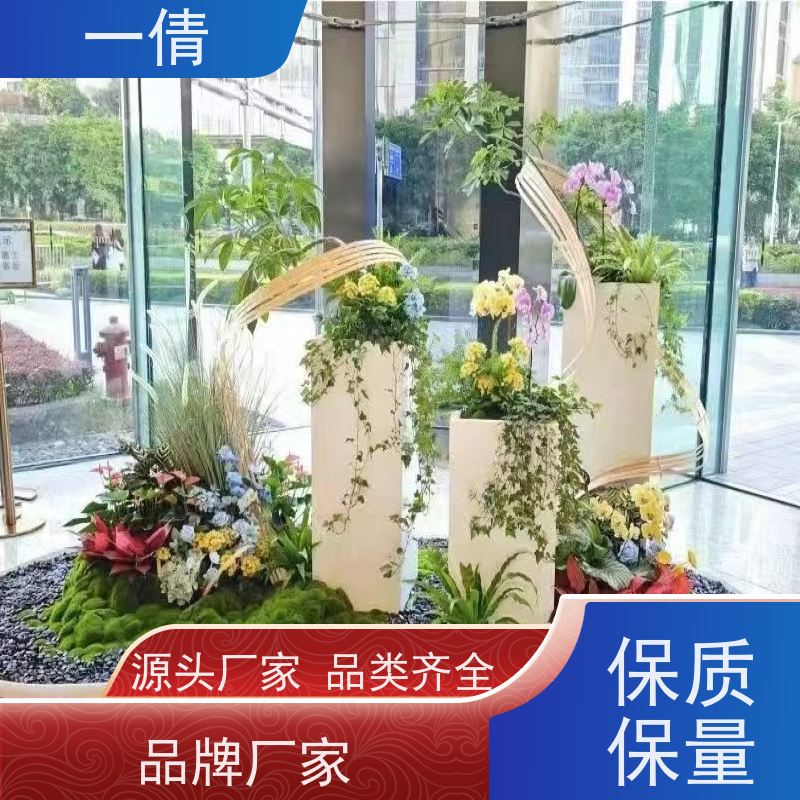 一倩花卉 前台 碧玉 绿植租赁 种类繁多 规格齐全