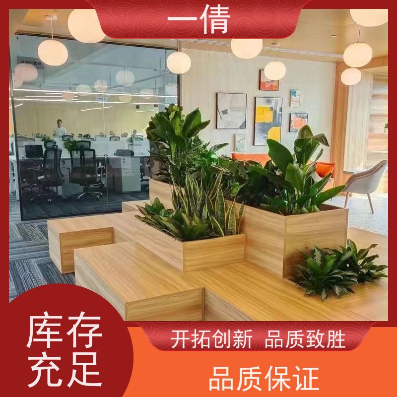一倩花卉 前台 三杆发财树 绿植出售 全城配送 上门养护