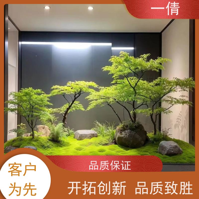 一倩花卉 办公室 龙血树 室内植物出租 种类繁多 规格齐全