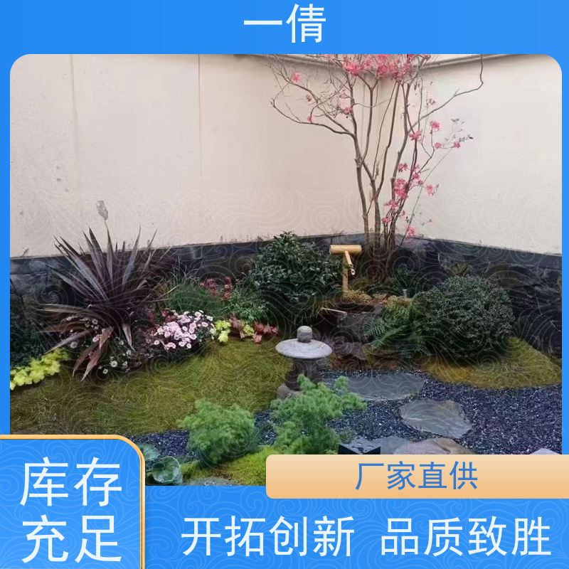 一倩花卉 前台 造型螺纹铁 室内植物出租 种类繁多 规格齐全