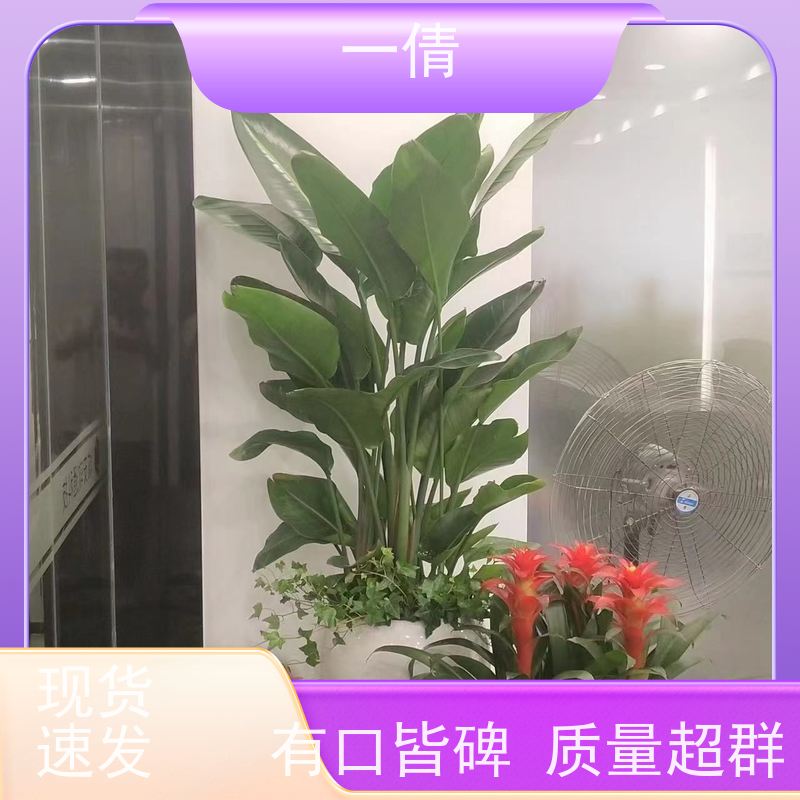 一倩花卉 前台 龙血树 绿植出售 全城配送 上门养护