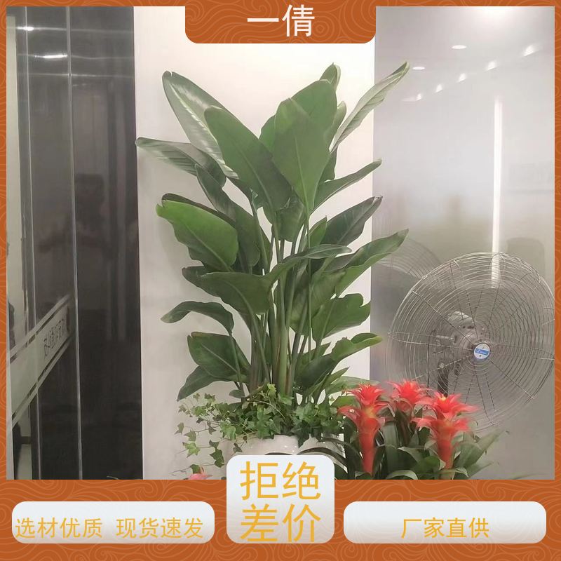 一倩花卉 深圳 绿巨人 室内植物出租 全城配送 上门养护