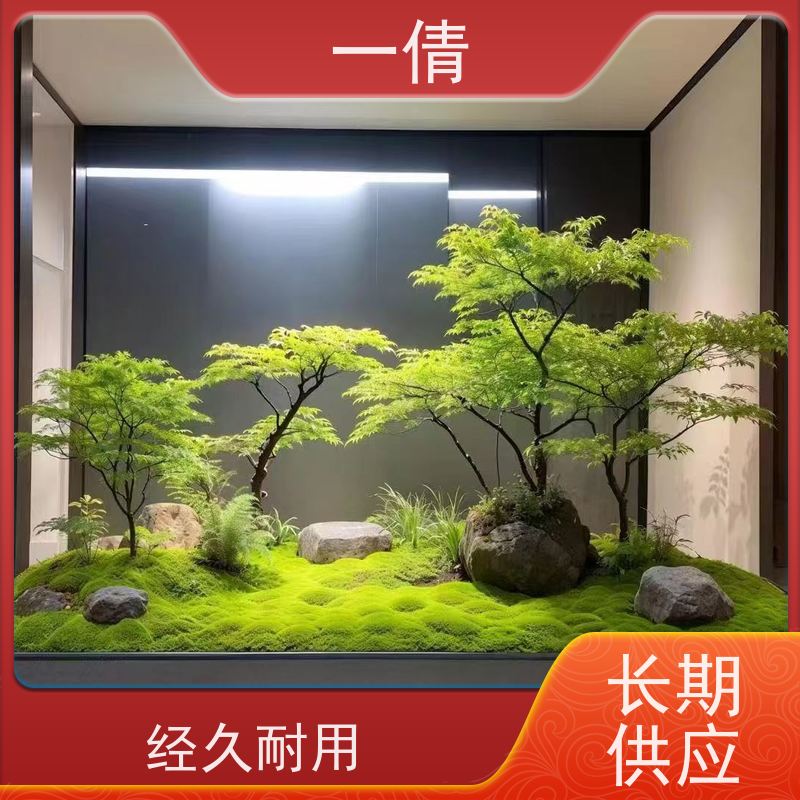 一倩花卉 办公室 三杆发财树 室内植物出租 净化空气