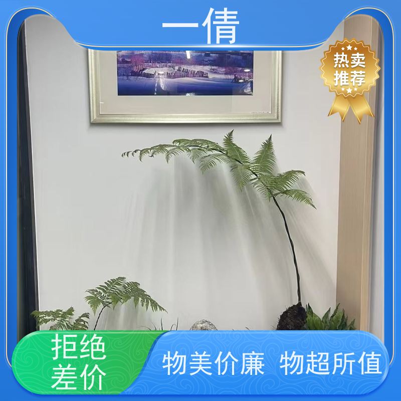 一倩花卉 前台 夏威夷竹 开业花篮租赁 全城配送 上门养护