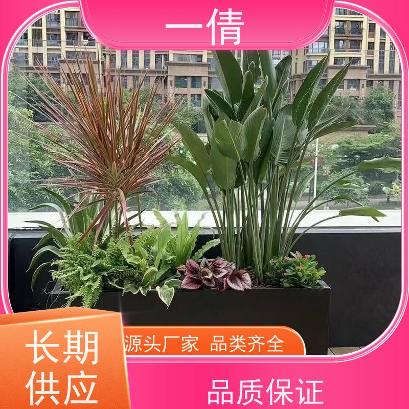 一倩花卉 前台 白掌 绿植租赁 种类繁多 规格齐全
