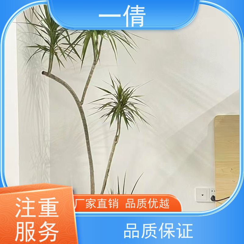一倩花卉 深圳 小仙女海芋 室内植物出租 桌面绿植 花木护理