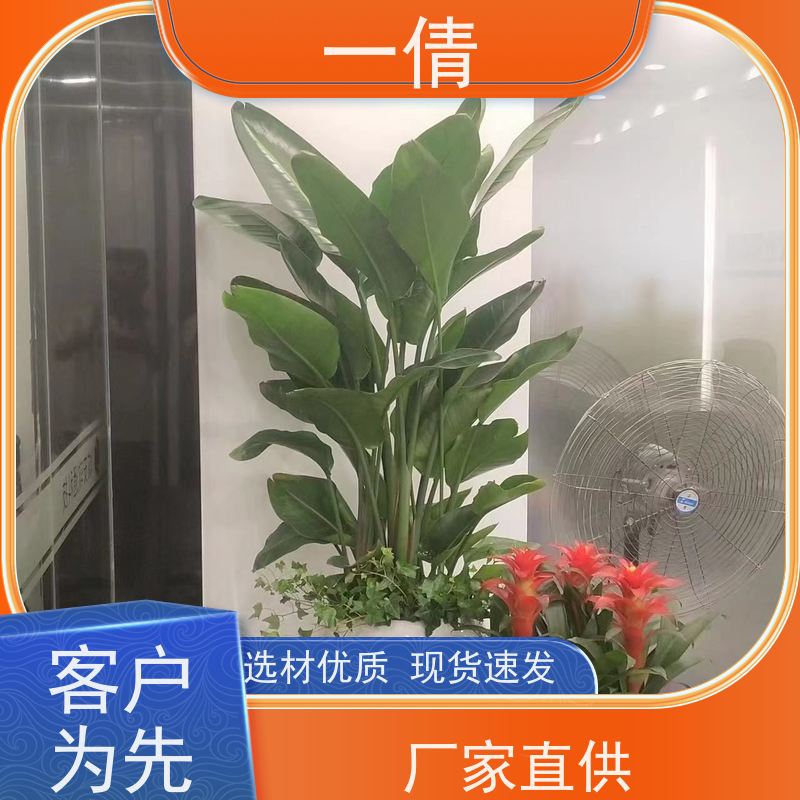 一倩花卉 深圳 铁树 绿植出售 全城配送 上门养护