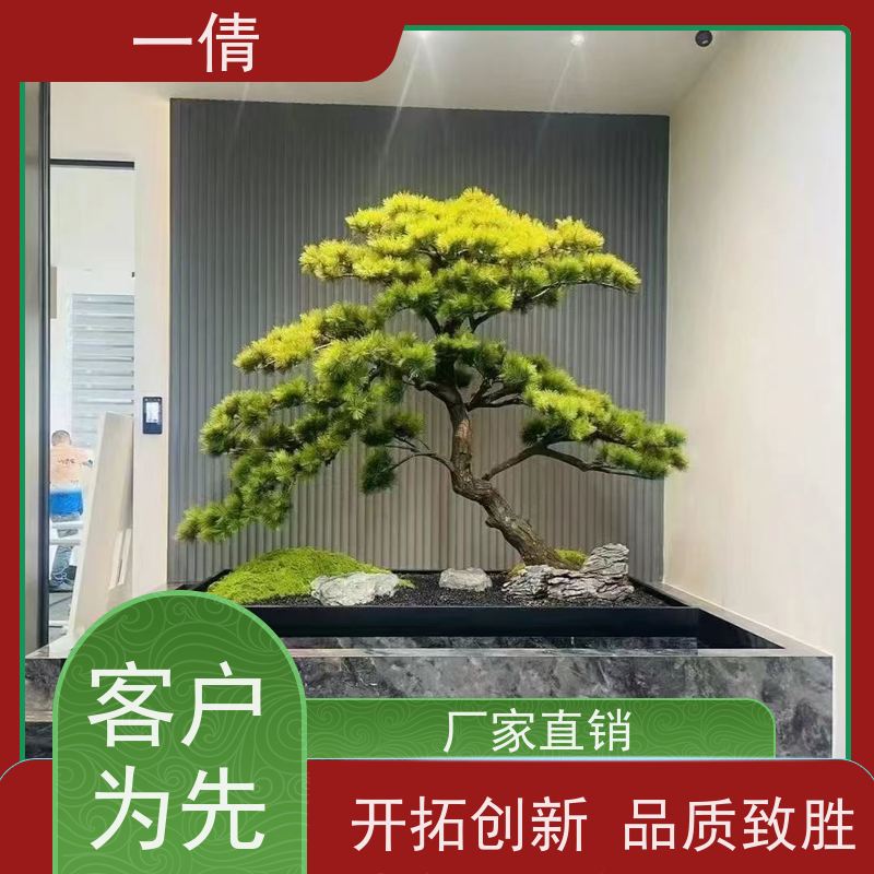 一倩花卉 深圳 龙血树 花卉租赁 种类繁多 规格齐全