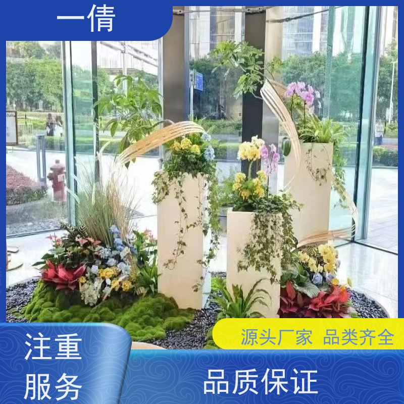 一倩花卉 深圳 铁树 绿植租摆 全城配送 上门养护