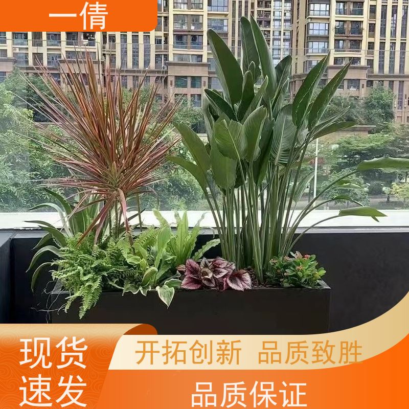 一倩花卉 办公室 夏威夷竹 绿植租赁 桌面绿植 花木护理