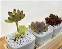 园艺、建筑、工业用的多孔轻质矿物质 珍珠岩 保水 隔热保温 防火