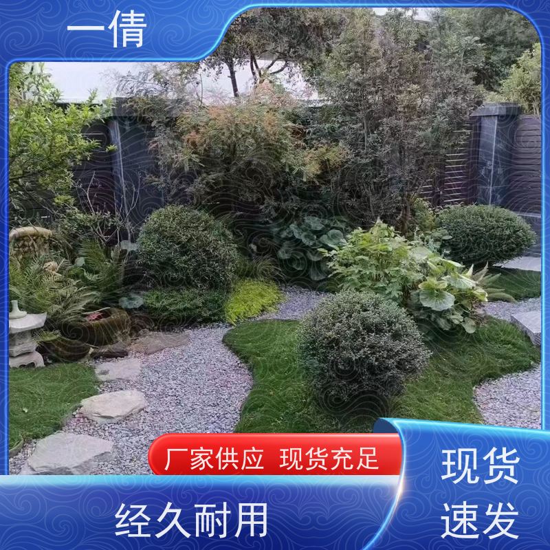 一倩花卉 深圳 铁树 绿植租摆 种类繁多 规格齐全