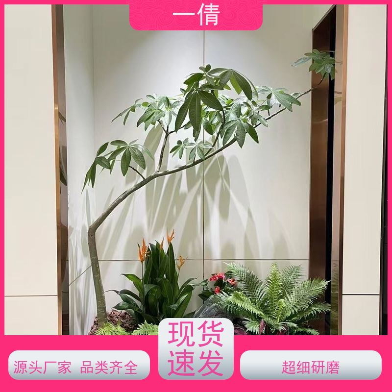 一倩花卉 深圳 碧玉 花卉租赁 全城配送 上门养护