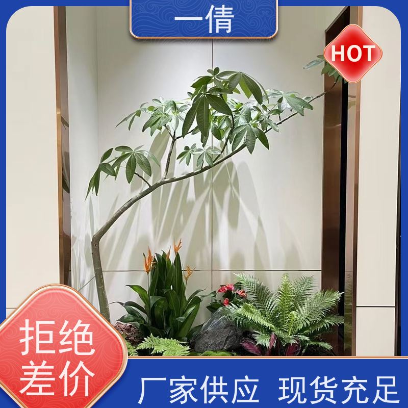 一倩花卉 室内 白掌 绿植出售 种类繁多 规格齐全