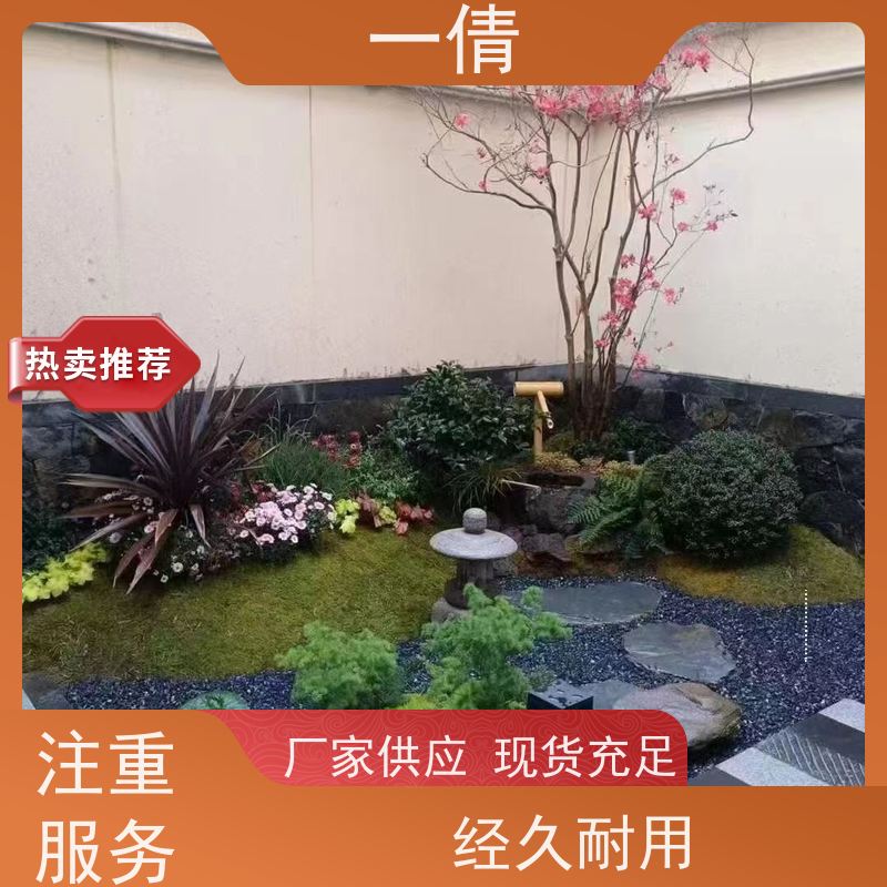 一倩花卉 室内 金钱树 花卉租赁 种类繁多 规格齐全