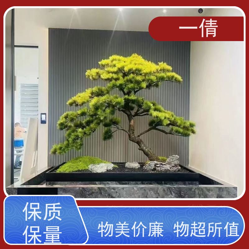 一倩花卉 办公室 琴叶榕 室内植物出租 净化空气