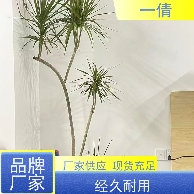 一倩花卉 深圳 袖珍椰子 绿植租赁 桌面绿植 花木护理