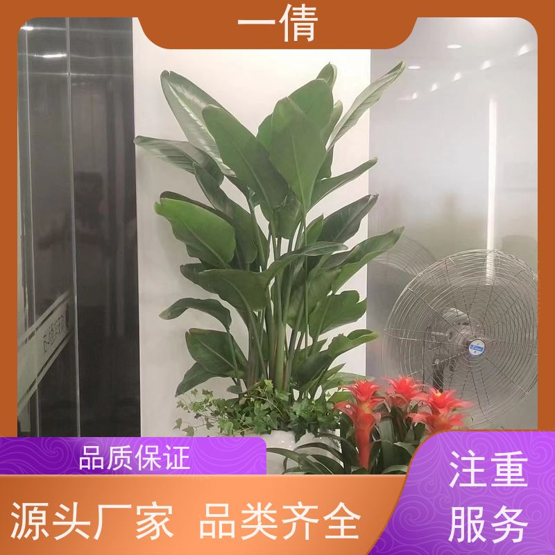 一倩花卉 室内 杜鹃 花卉租赁 种类繁多 规格齐全