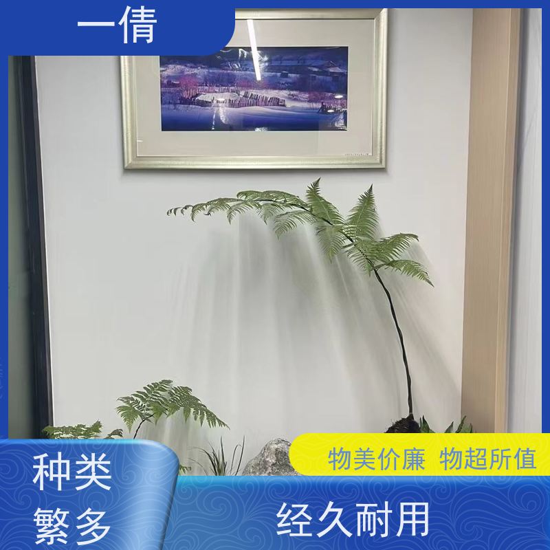 一倩花卉 室内 巴西木 花卉租赁 桌面绿植 花木护理