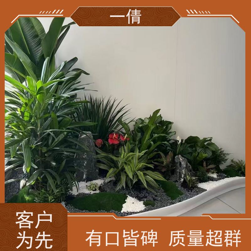 一倩花卉 前台 龙血树 花卉租赁 全城配送 上门养护
