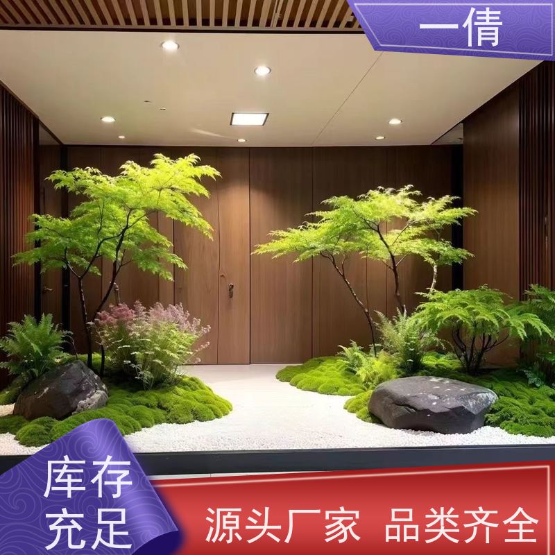 一倩花卉 室内 龙血树 绿植租摆 种类繁多 规格齐全