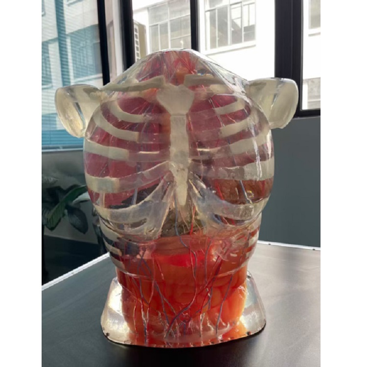 超声检查训练体模