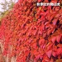 爬山虎扦插苗送货上门