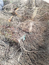 三叶爬山虎货到付款价格