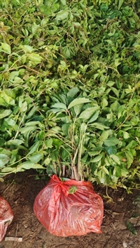 五叶地锦苗子批发规格齐全价格便宜