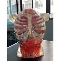 超声检查训练体模