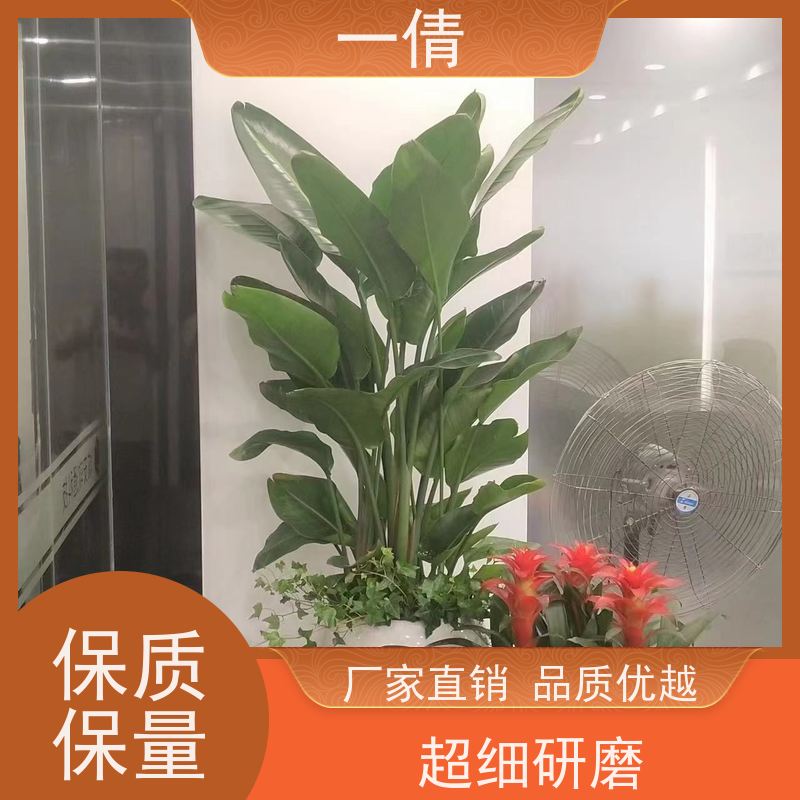 一倩花卉 办公室 三层幸福树 绿植租赁 净化空气