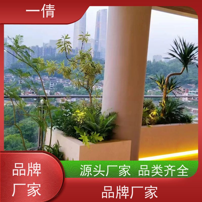 一倩花卉 办公室 巴西木 绿植出售 全城配送 上门养护