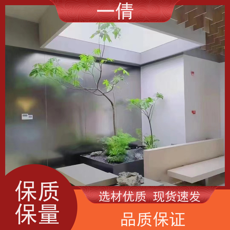 一倩花卉 室内 造型螺纹铁 绿植租摆 全城配送 上门养护