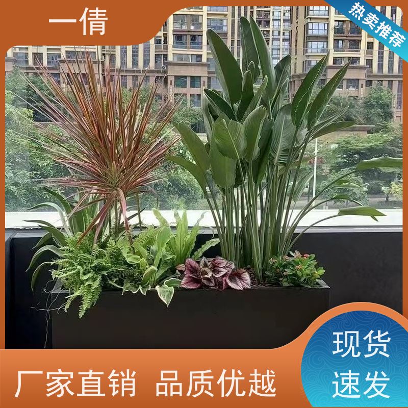 一倩花卉 深圳 造型螺纹铁 绿植租摆 种类繁多 规格齐全