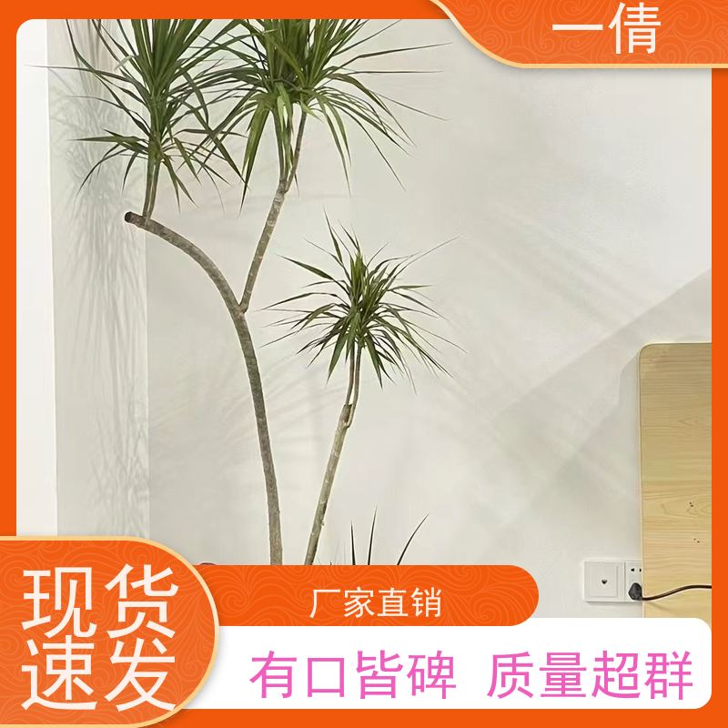 一倩花卉 办公室 苹果树 室内植物出租 种类繁多 规格齐全