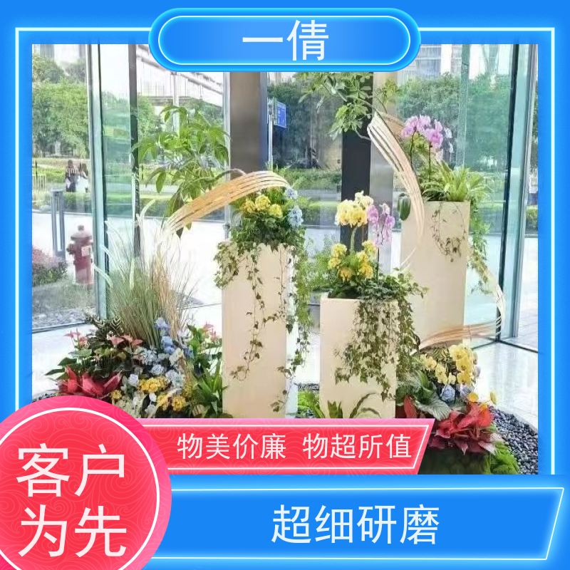 一倩花卉 室内 小仙女海芋 室内植物出租 净化空气