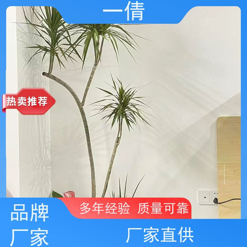 一倩花卉 深圳 琴叶榕 绿植出售 桌面绿植 花木护理