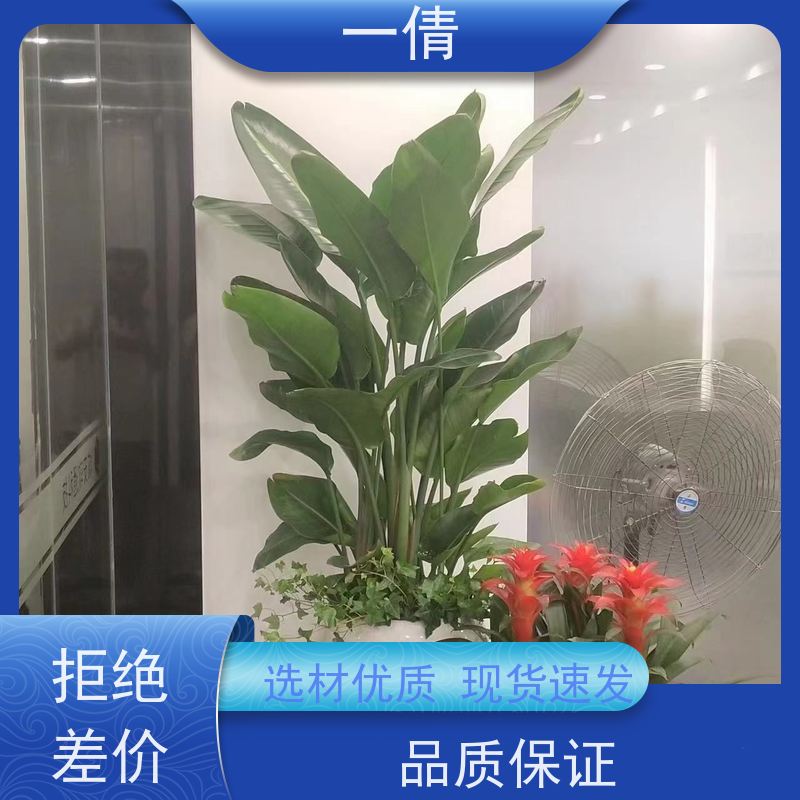 一倩花卉 办公室 龙血树 绿植出售 种类繁多 规格齐全