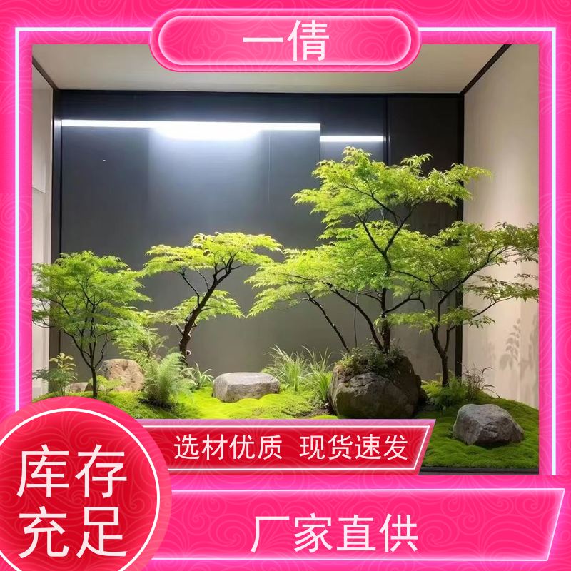 一倩花卉 办公室 小琴叶榕 室内植物出租 种类繁多 规格齐全