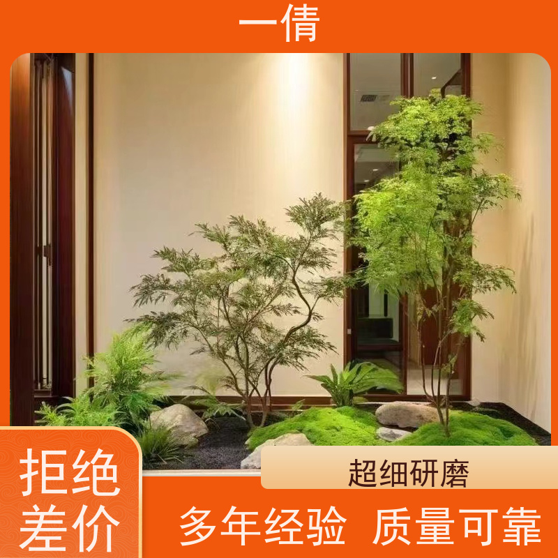 一倩花卉 办公室 小琴叶榕 花卉租赁 桌面绿植 花木护理