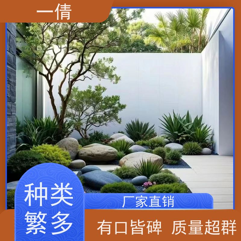 一倩花卉 深圳 百合竹 绿植租赁 种类繁多 规格齐全