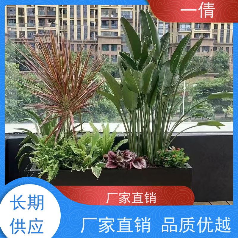 一倩花卉 深圳 袖珍椰子 绿植租摆 种类繁多 规格齐全