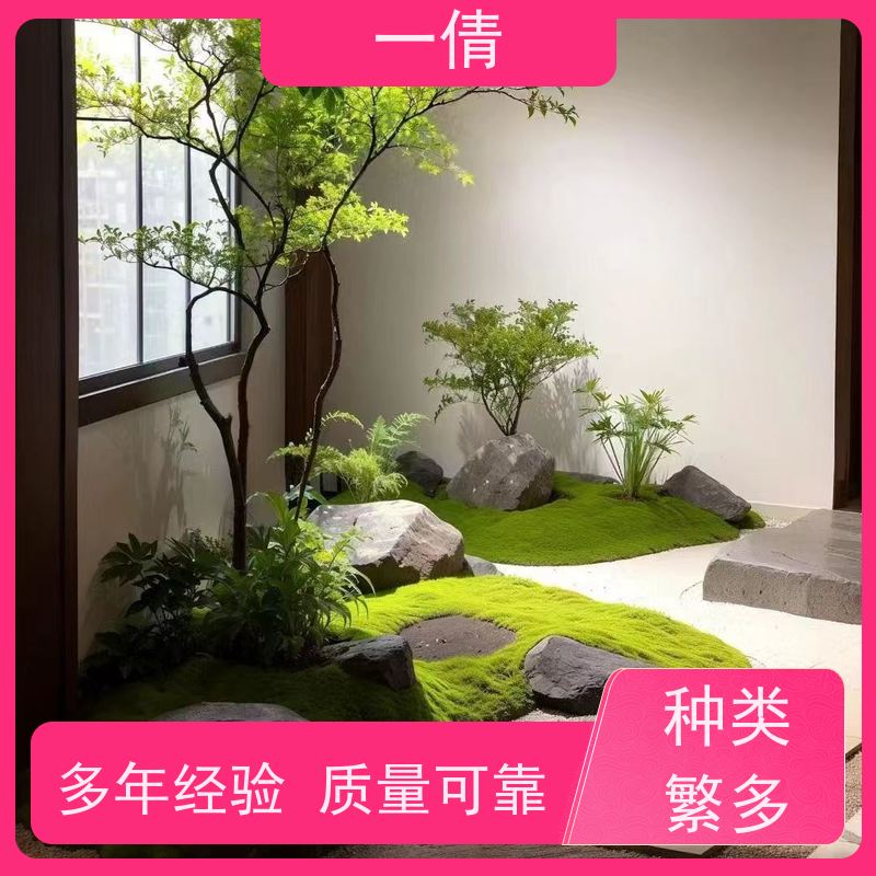 一倩花卉 办公室 百合竹 绿植租赁 桌面绿植 花木护理