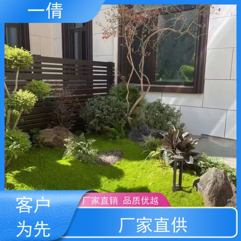 一倩花卉 室内 小琴叶榕 开业花篮租赁 净化空气