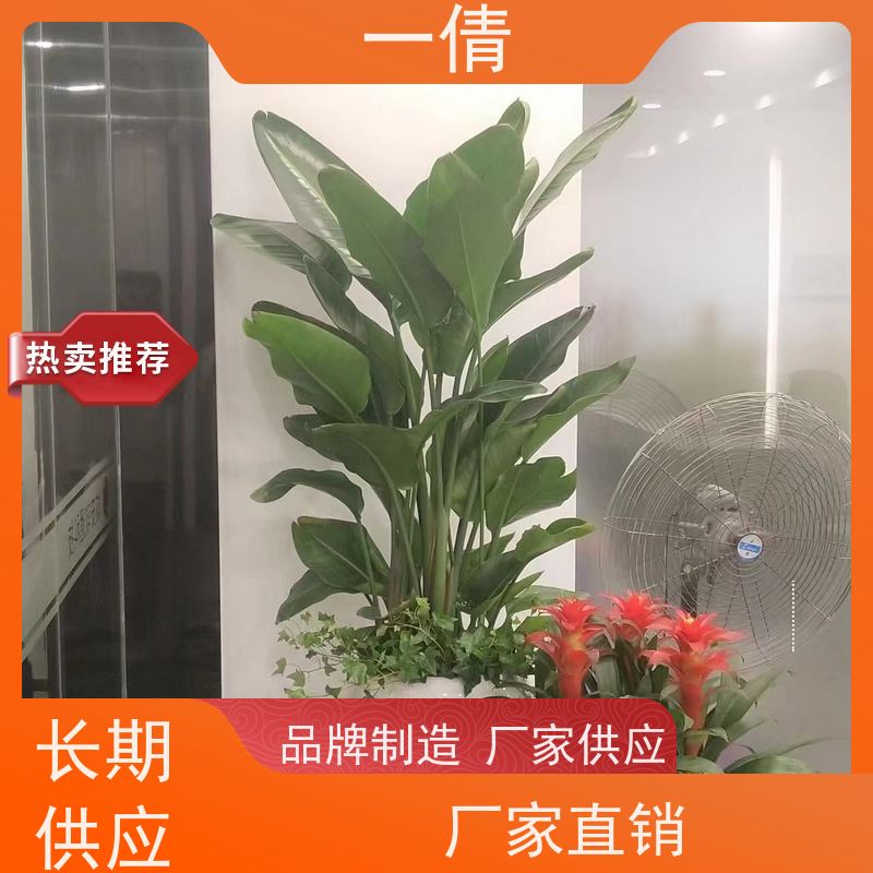 一倩花卉 前台 好事花生 绿植租赁 全城配送 上门养护